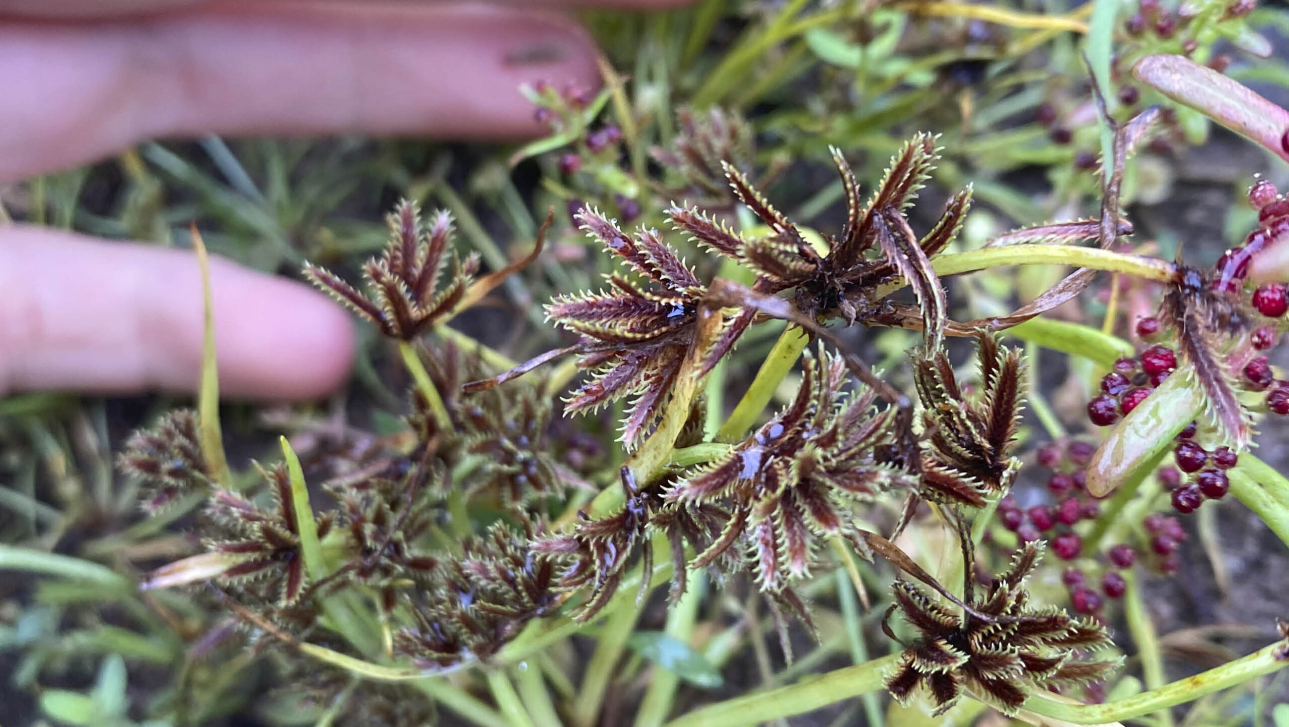 The rediscovered bearded flat sedge.